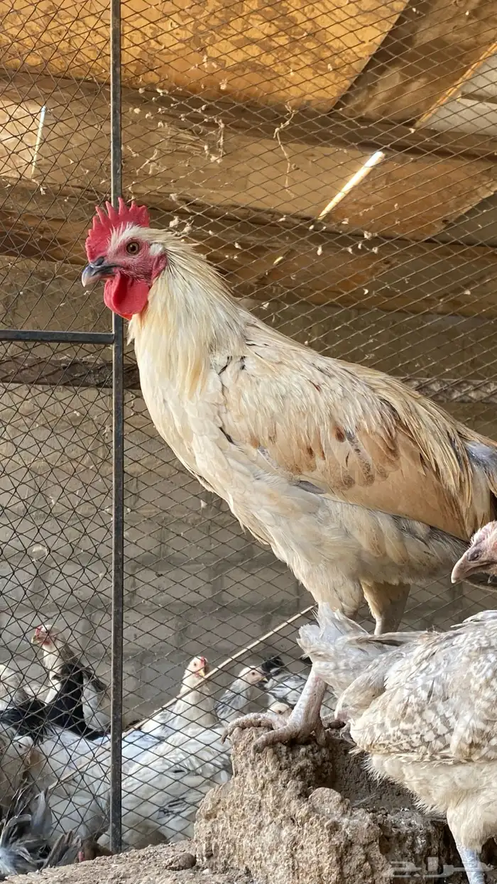 دجاج فيومي 3