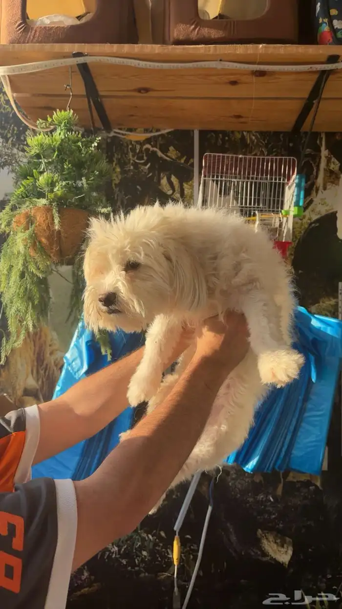 كلب مالتيز للبيع 0