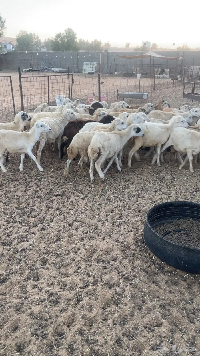 رخال ارفيديات 1