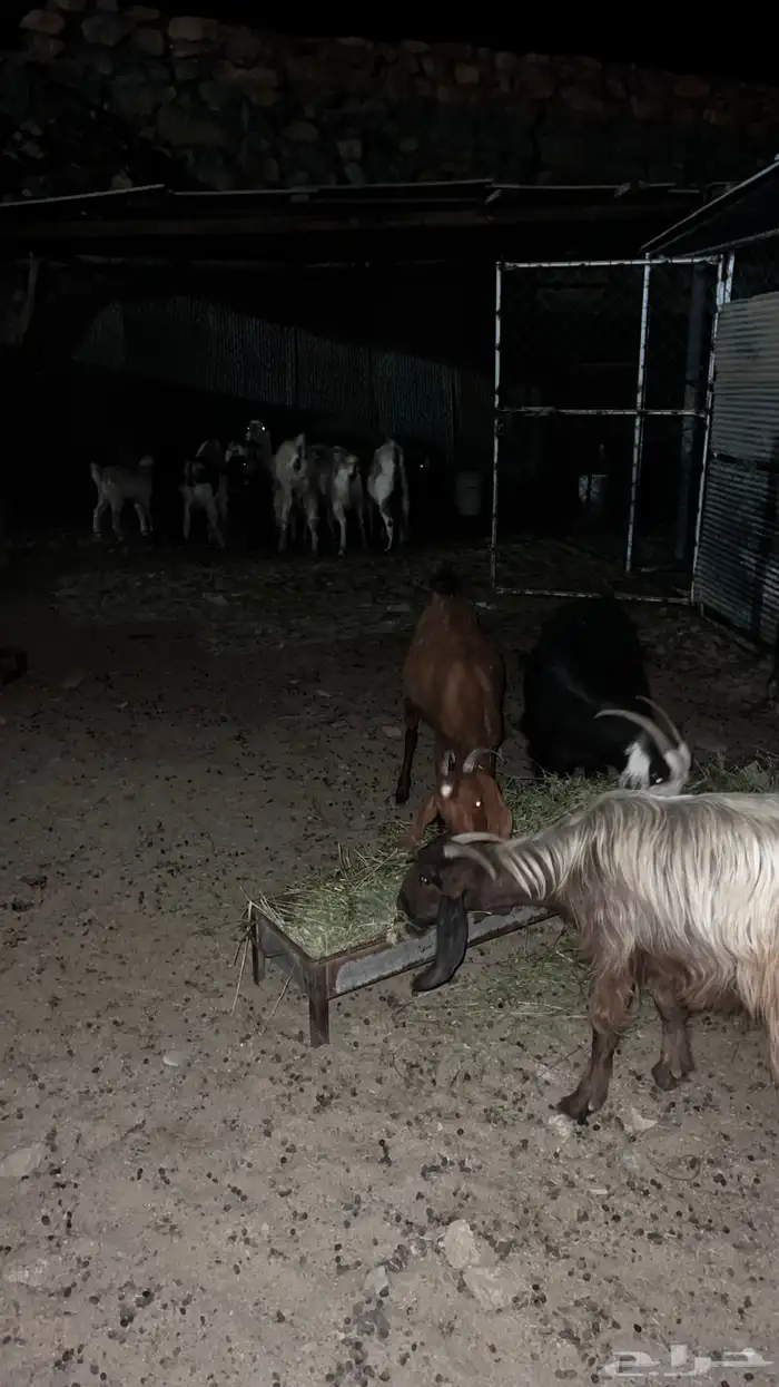 معزاء حليب 3