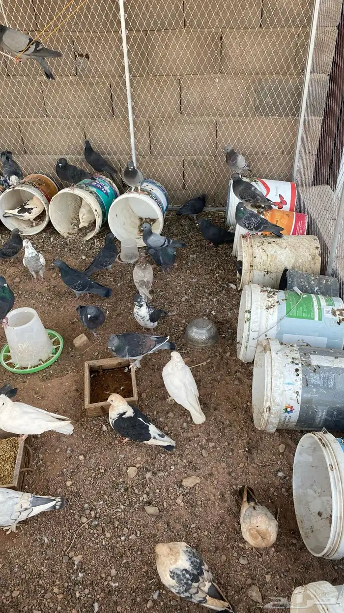 حمام بلدي و زاجل وكشكي مخلط مع الشبك والسطول 3