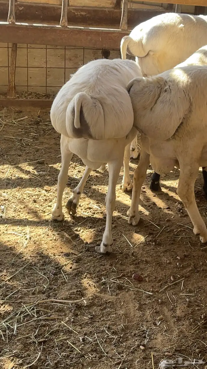 طليان مرابي تربيه طيبه 4