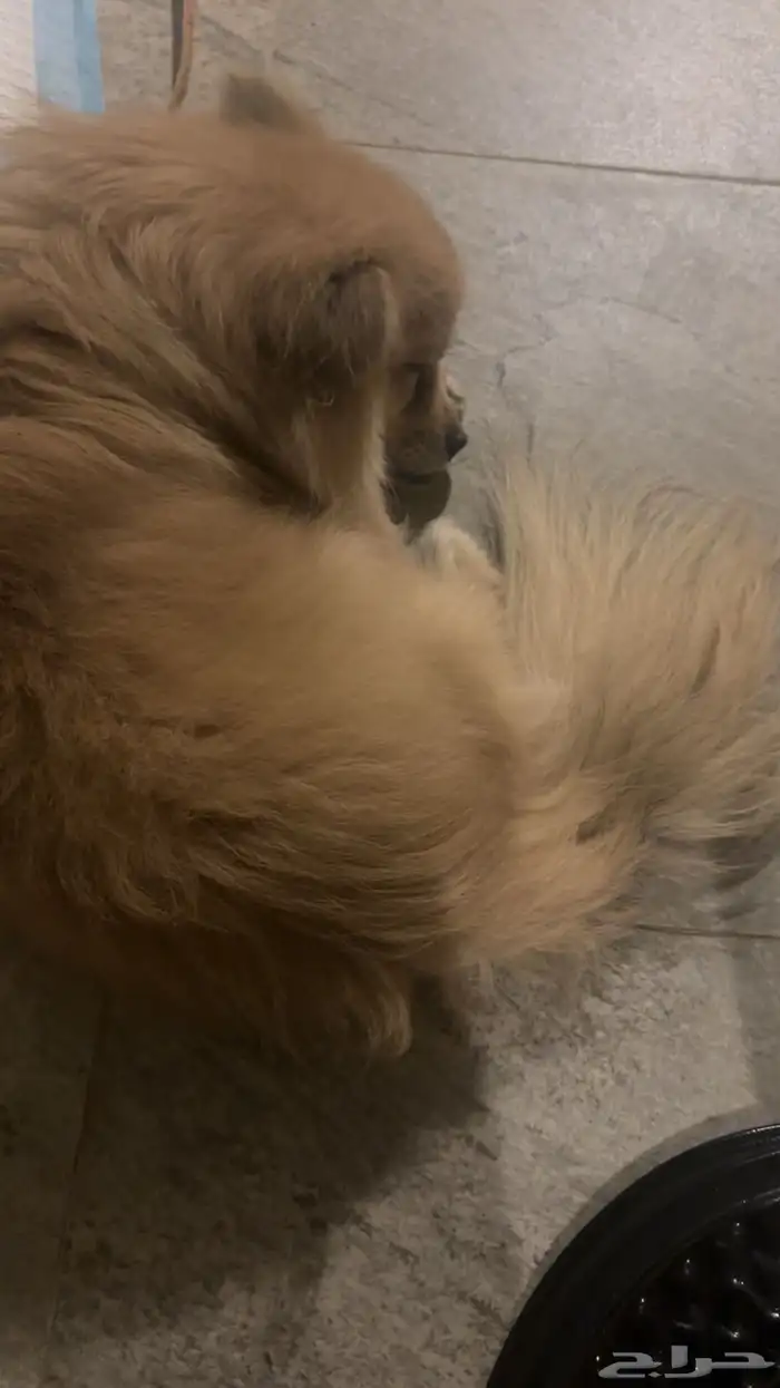 كلب للبيع 0