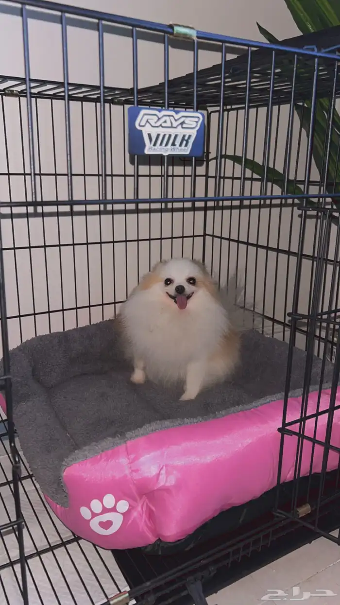 كلب بومرينيان 1