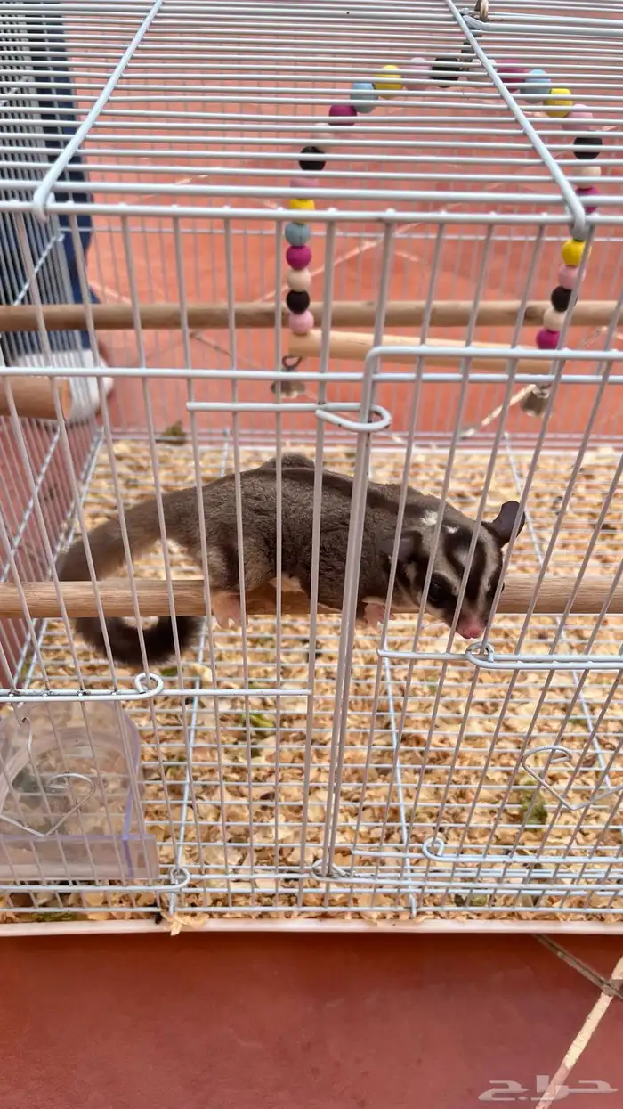 سنجاب الطار اثنين انثى و ذكر 5