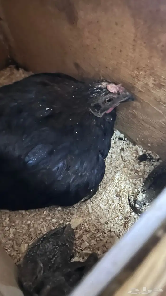 فروخ قهابا العدد 5 تحت دجاجه لا يسوم الا الصامل 1