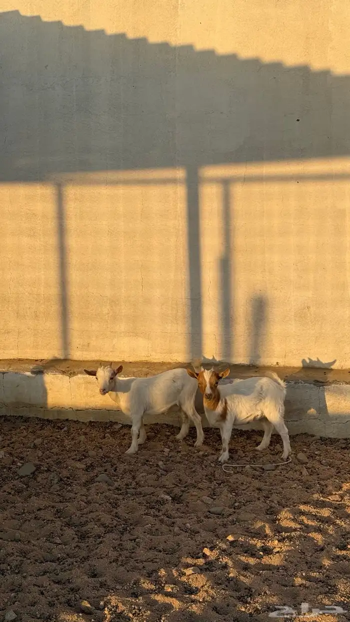 جفرات ماعز قزم 3