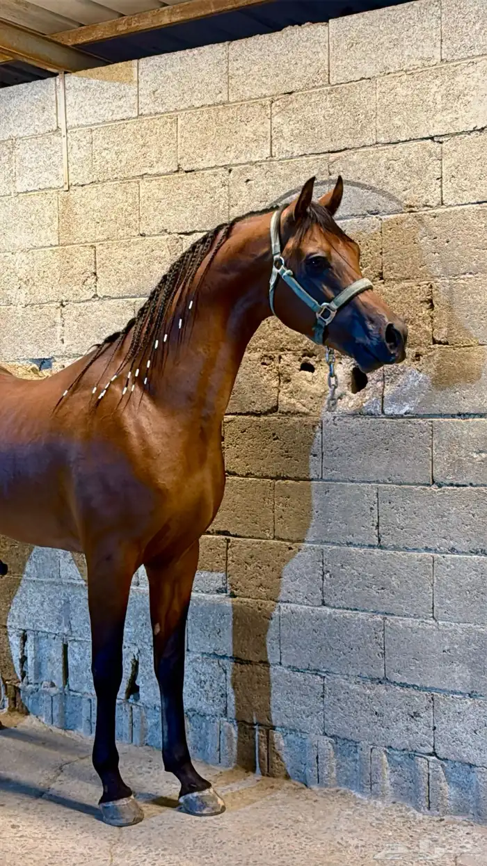 حصان واهو عربي اصيل اوراق 3