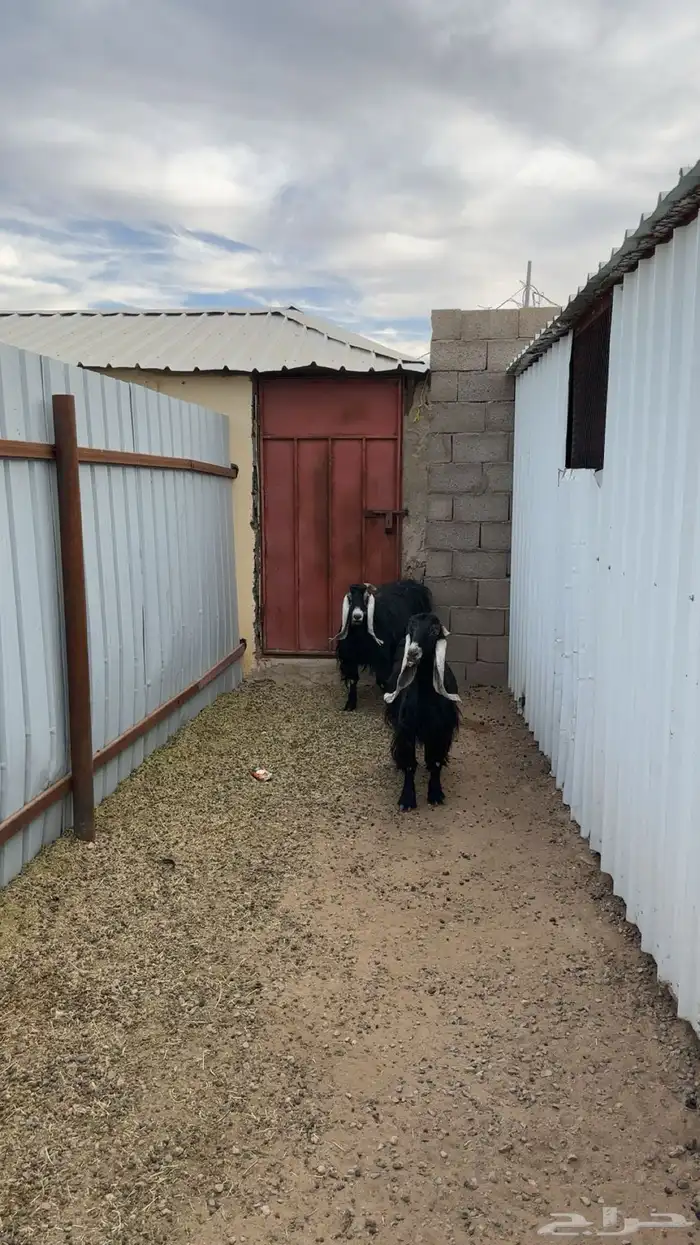 معزا عارضيات طيبات بلحيل 4