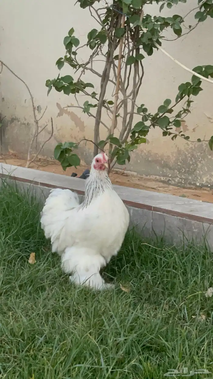 بيض دجاج زينة مخصب بإذن الله 11