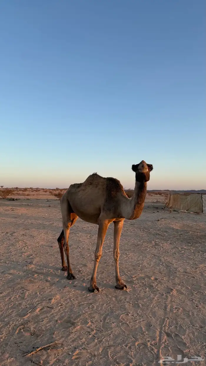 ناقه ضروبه 3