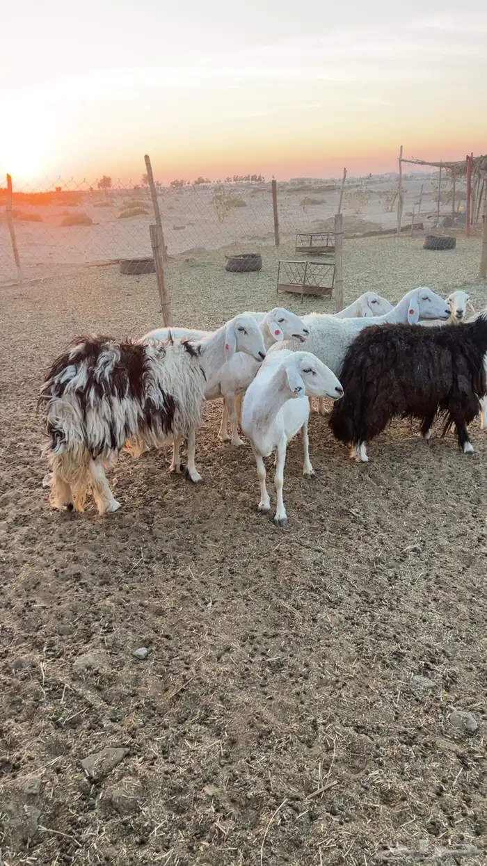 ضان متابيع 0