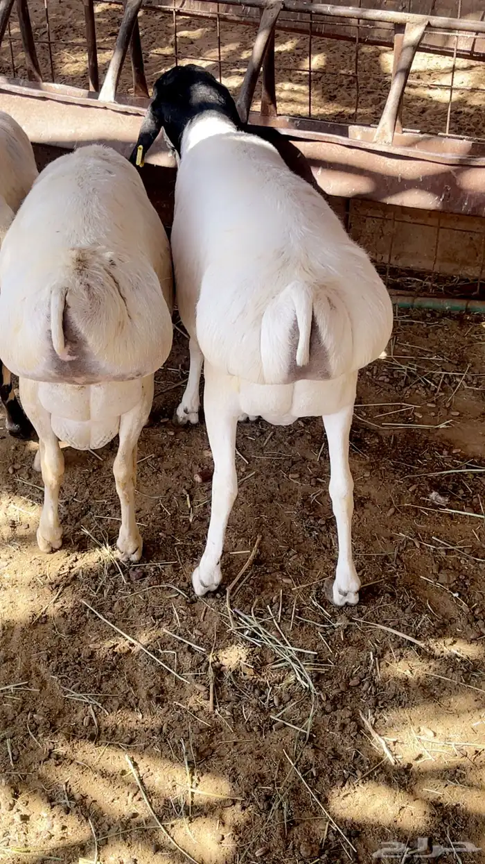 طليان مرابي تربيه طيبه 1