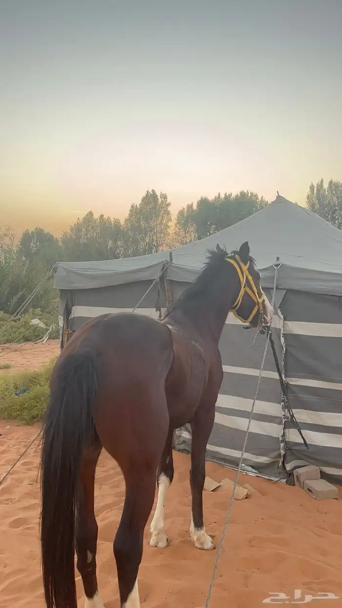 حصان شعبي جزيري 1