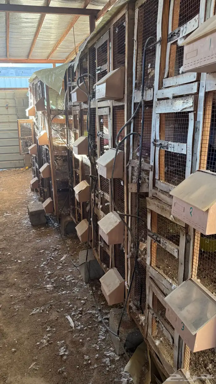 محاكر للبيع 4