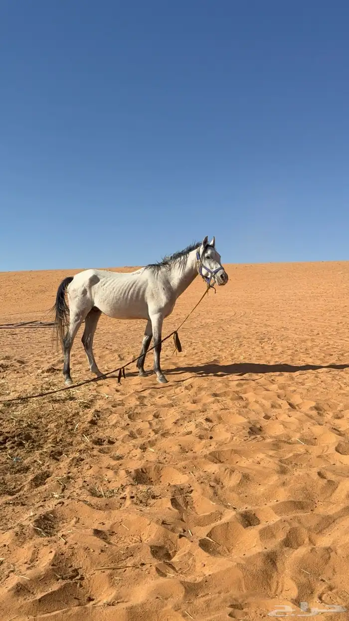 حصان للبيع 0