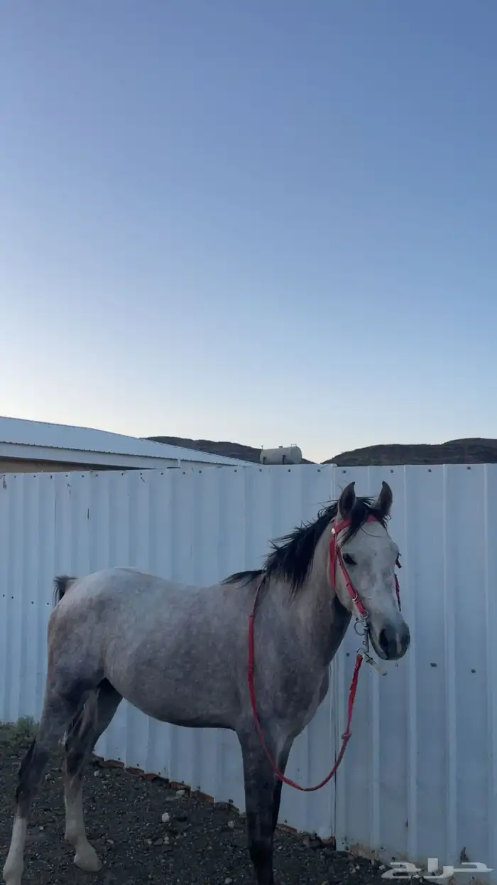 حصان شعبي كفو 0