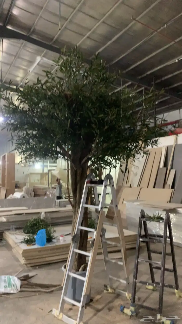 اشجار جهنمية وزيتون 0