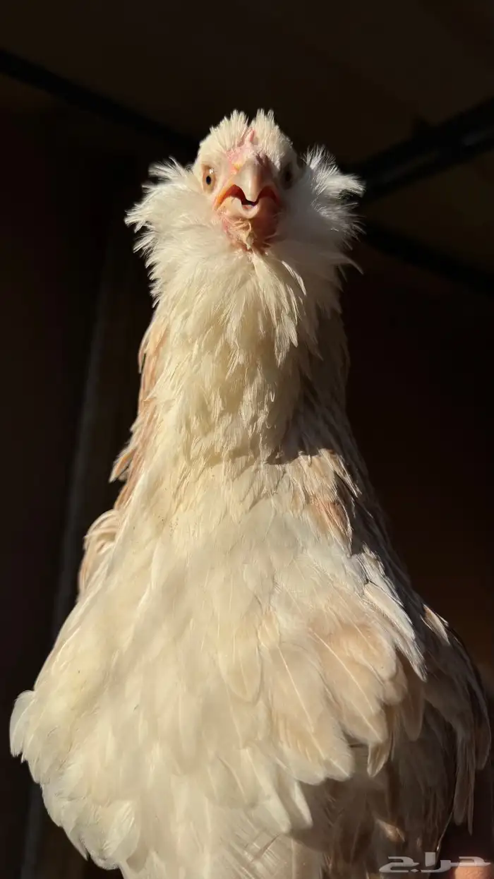 دجاج الفافيرول الفرنسي 8