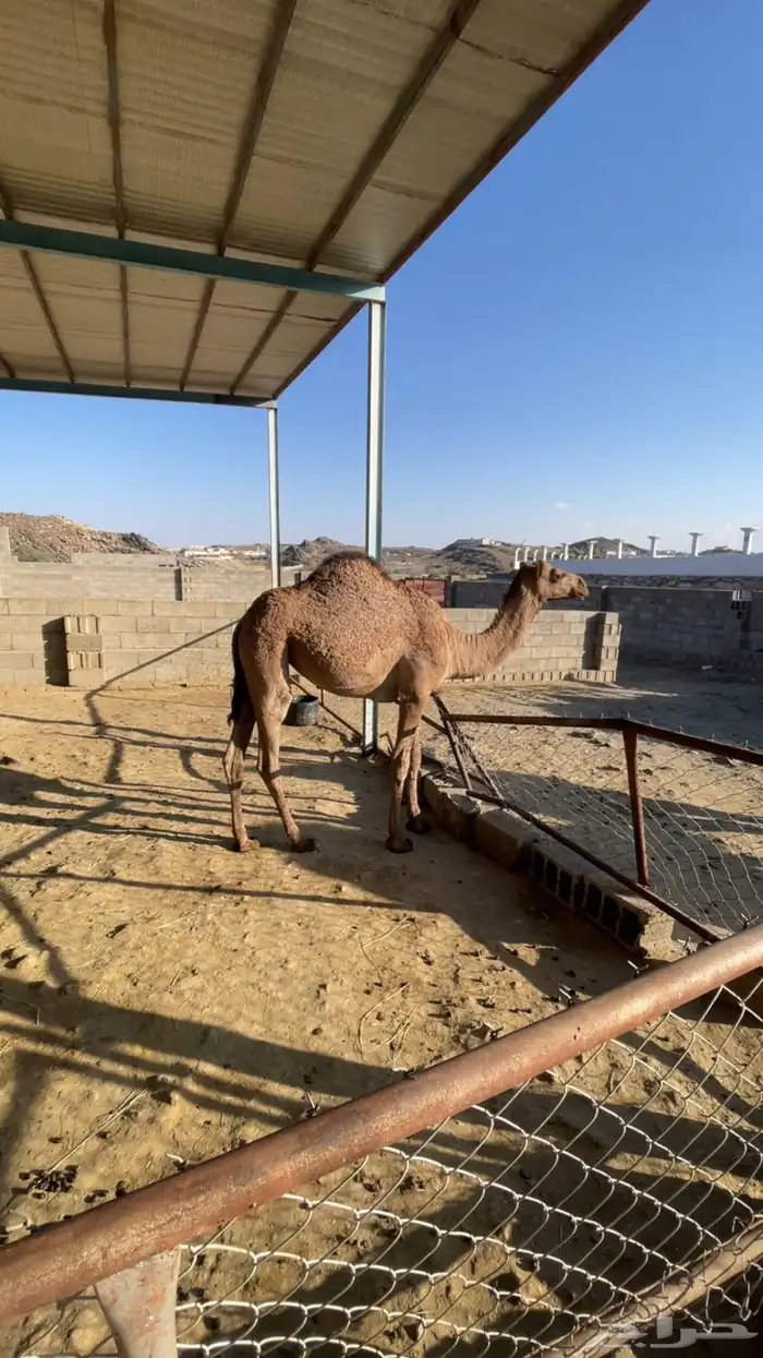 بكره مفروده 2