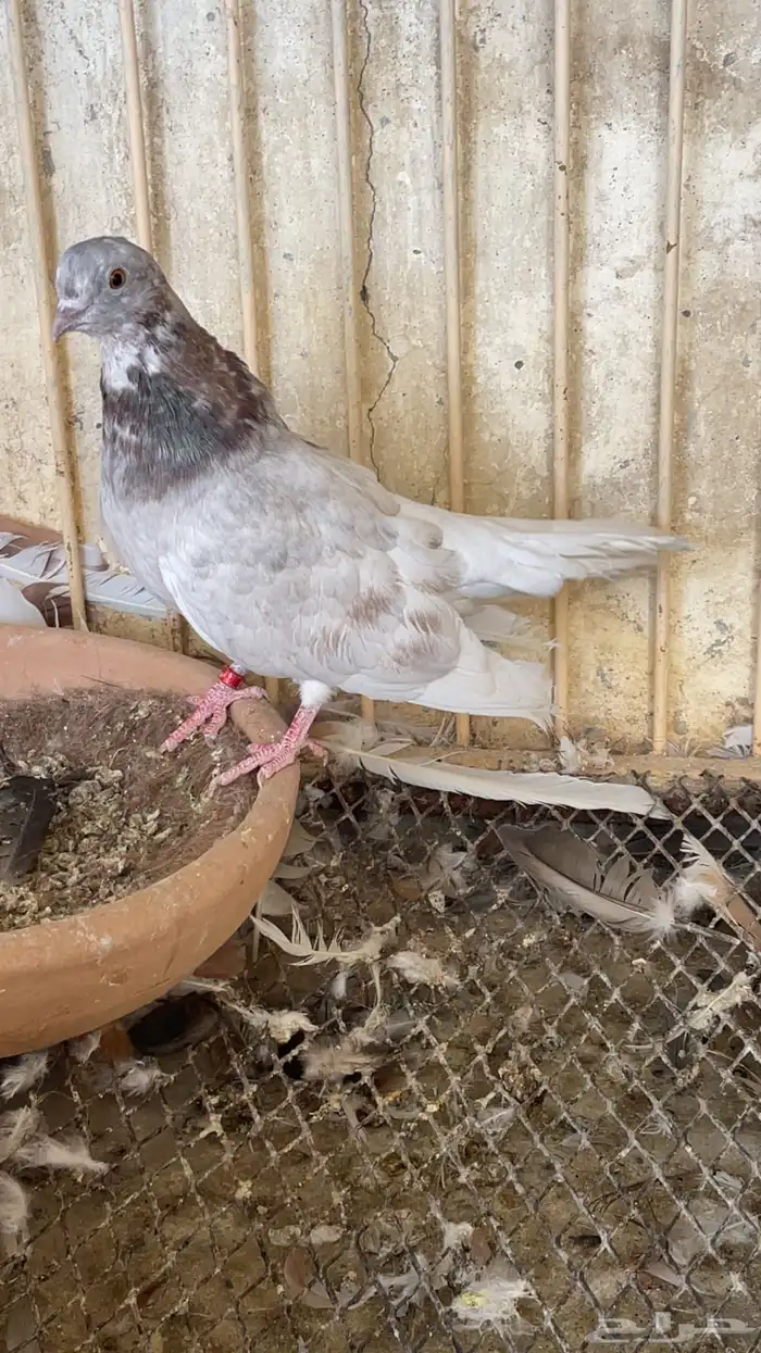 ذكر صنعاوي مستوى طيب 0