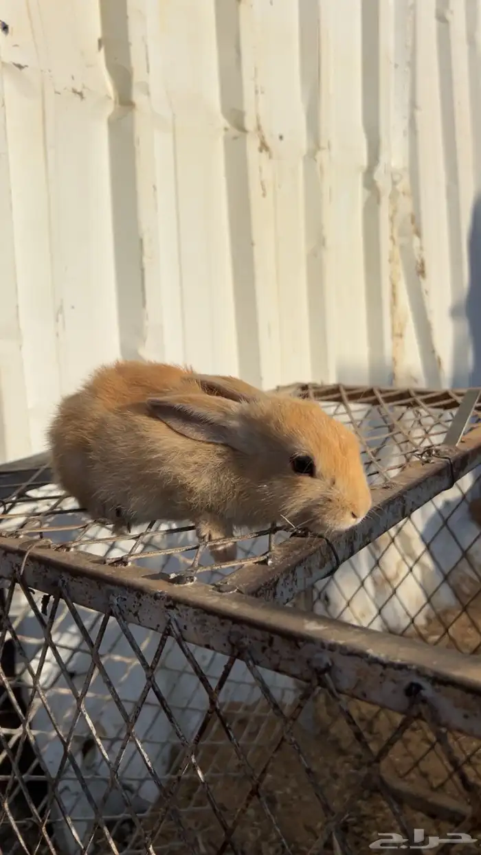 ارنب للبيع 2