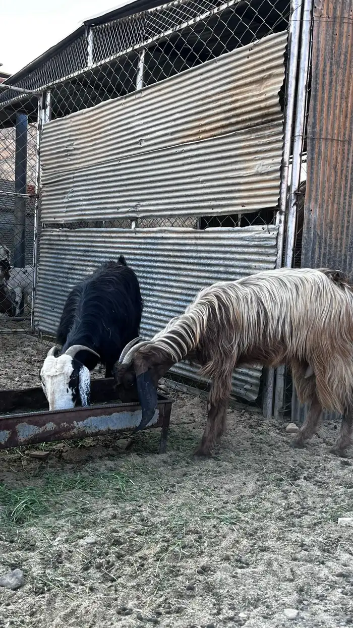 معزاء حليب 4