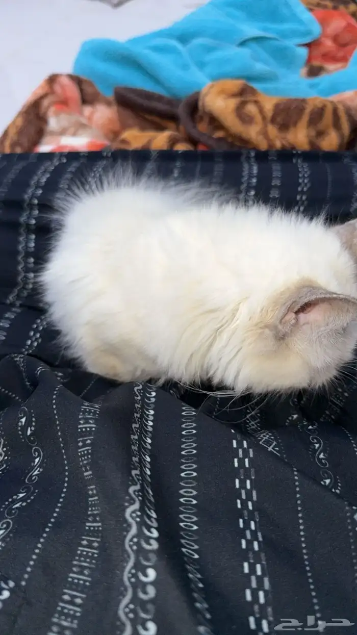 قطة همالايا ذكر 2