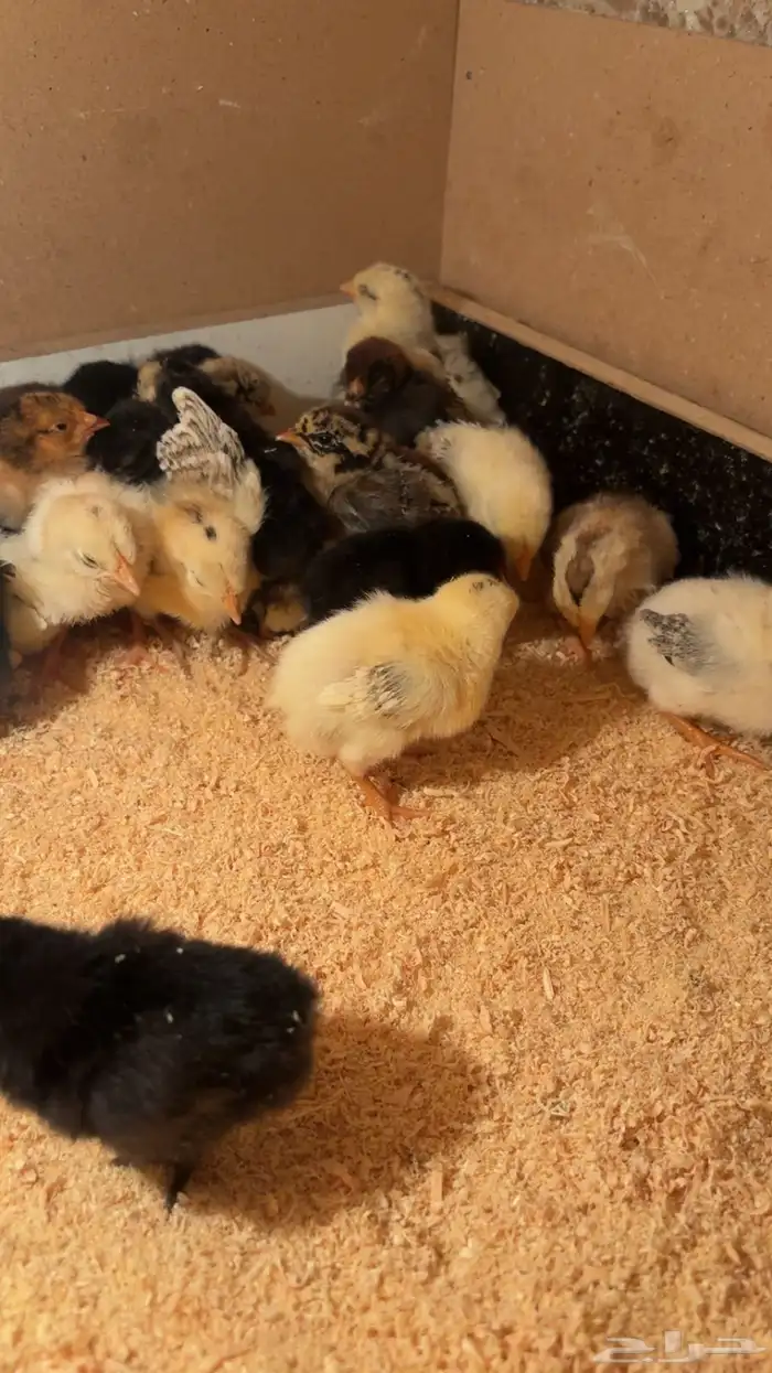 صوص بلدي فاخر 1