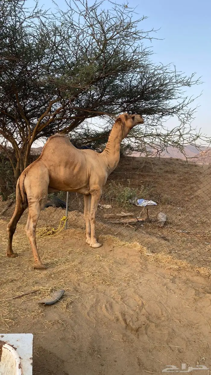 بعير مشروط شرط 4