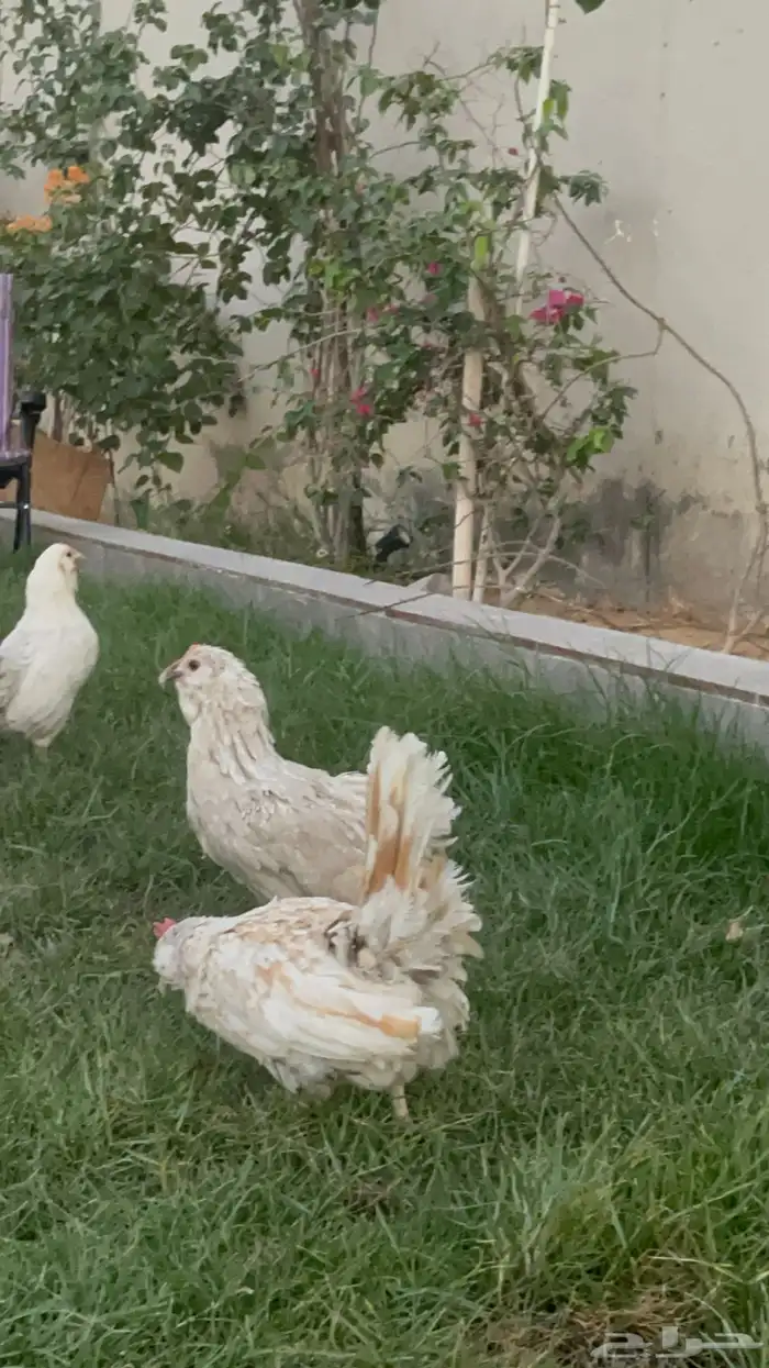 بيض دجاج زينة مخصب بإذن الله 1