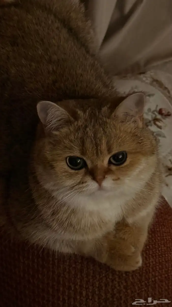 قطه للبيع 4