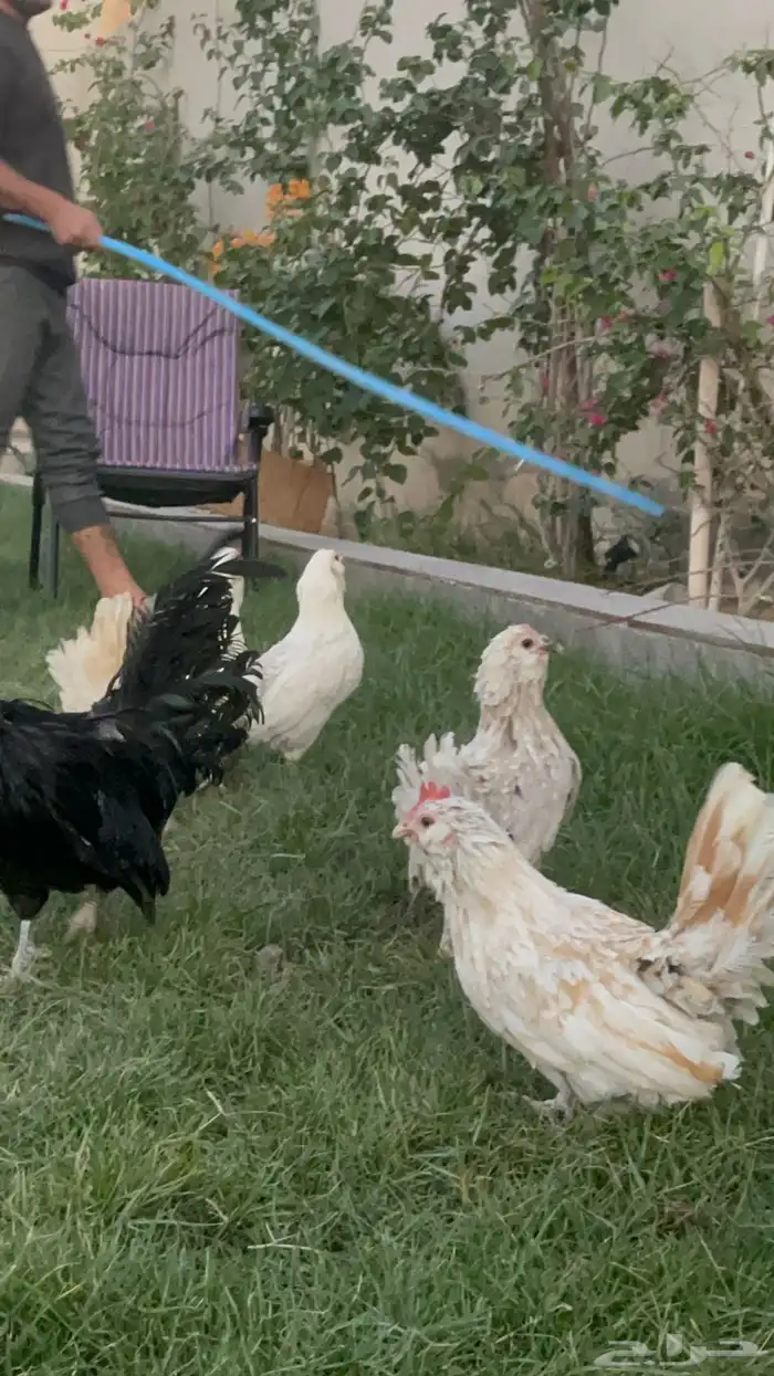 بيض دجاج زينة مخصب بإذن الله 2