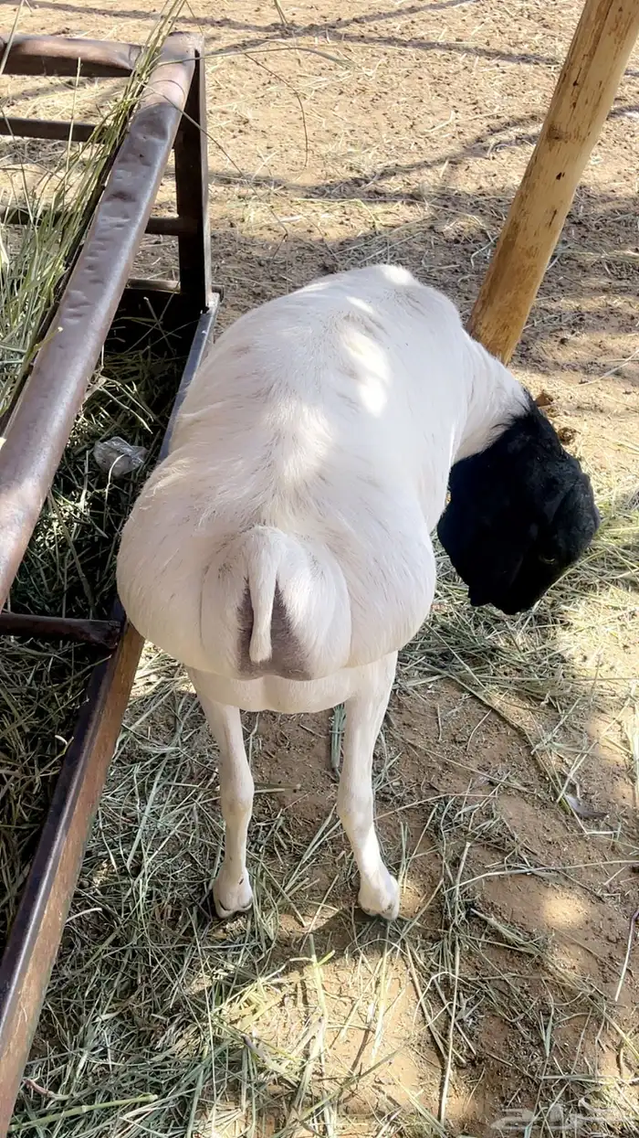 طليان مرابي تربيه طيبه 8