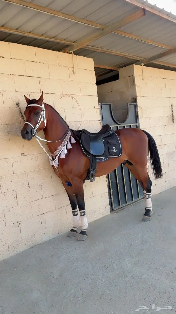 حصان واهو عربي اصيل اوراق 0