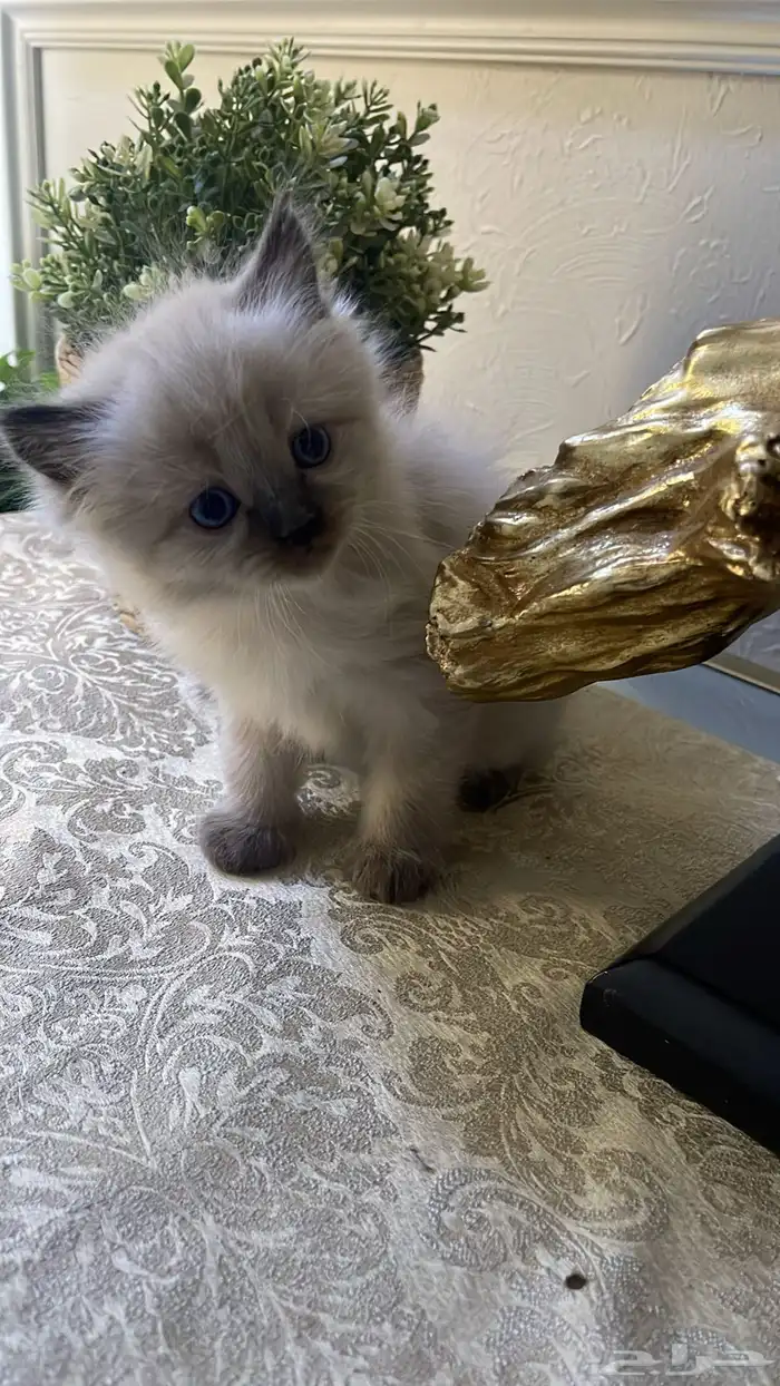 قط صغير للبيع 1