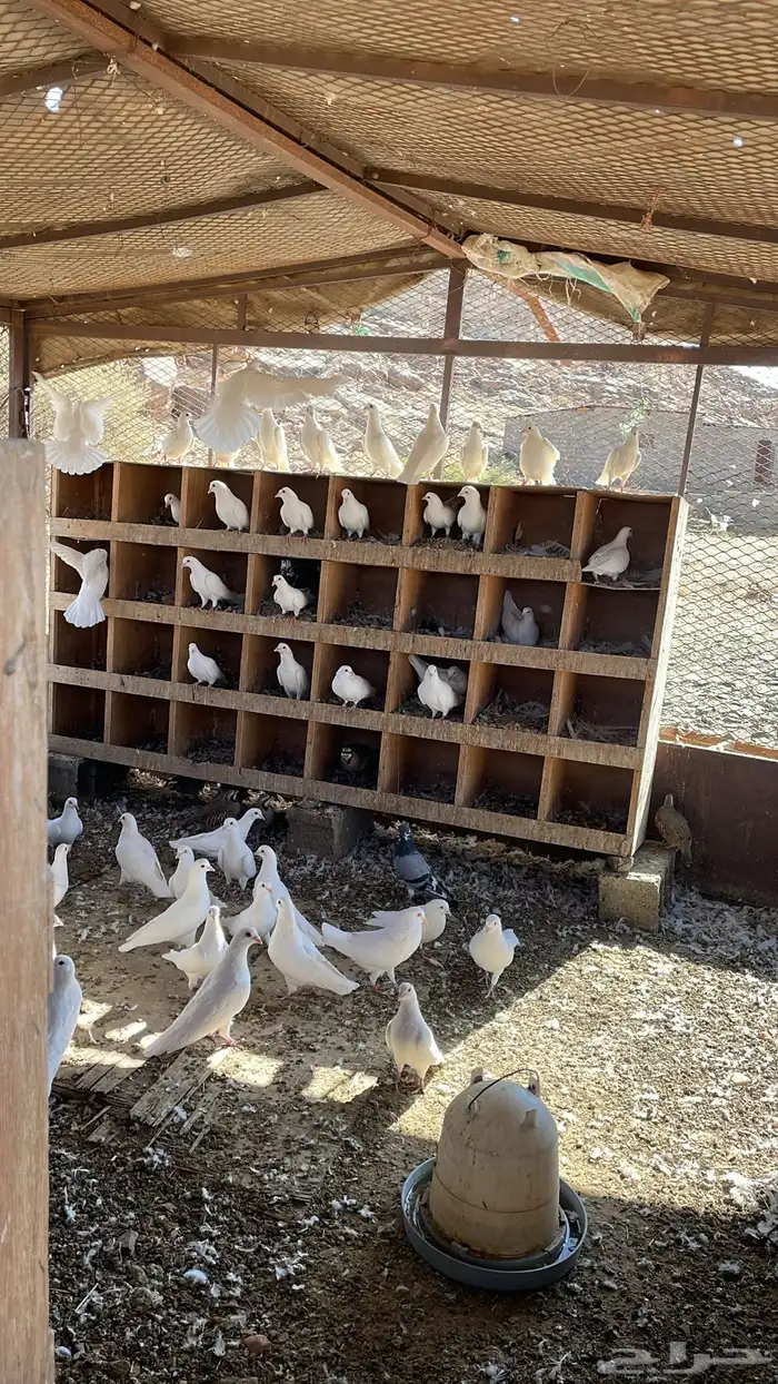 حمام فرنسي ذبح شحم فل 1