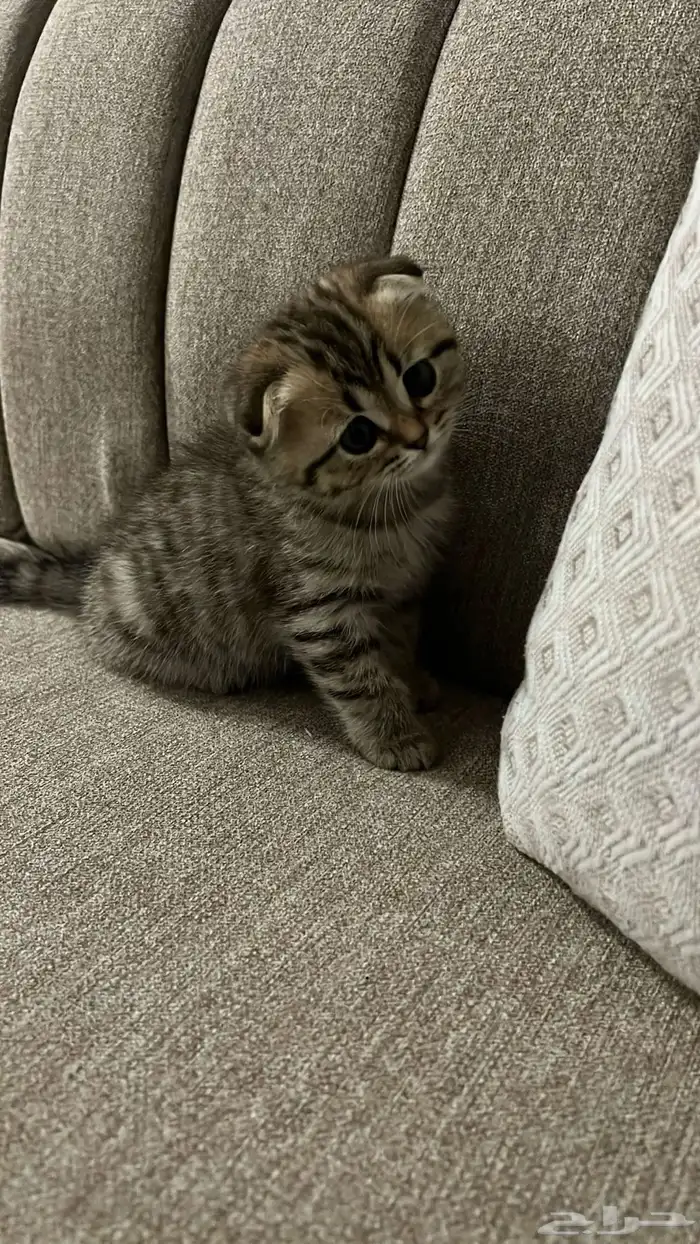 ابحث عن قطة كيتن تبني هملايا او شيرازي بدون اغراضها 0