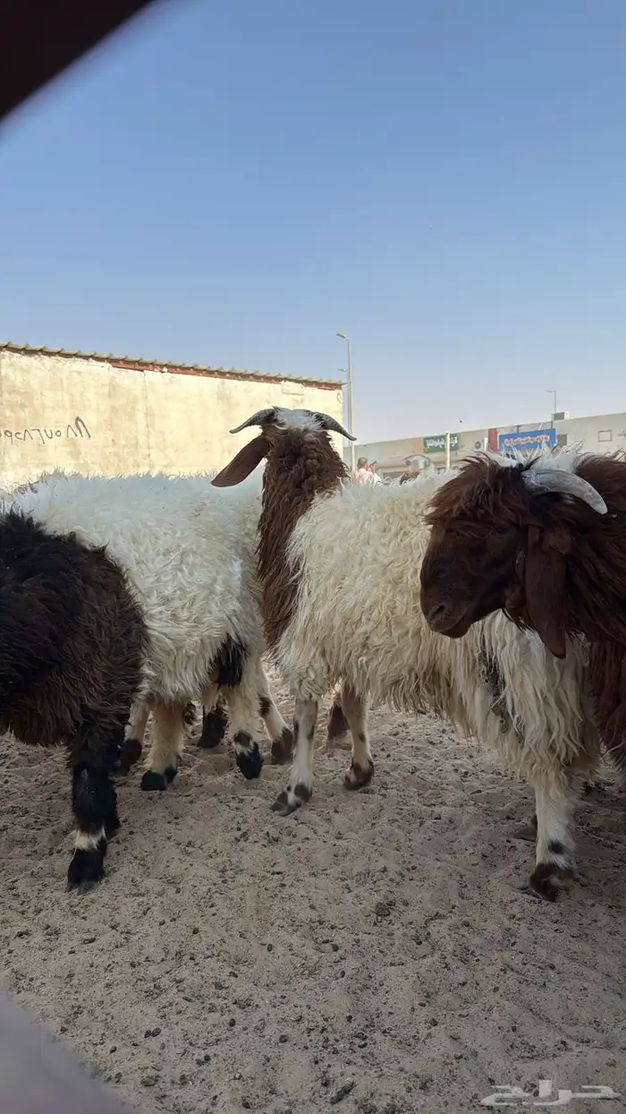 ذبايح نعيم بلدي فاخر 1