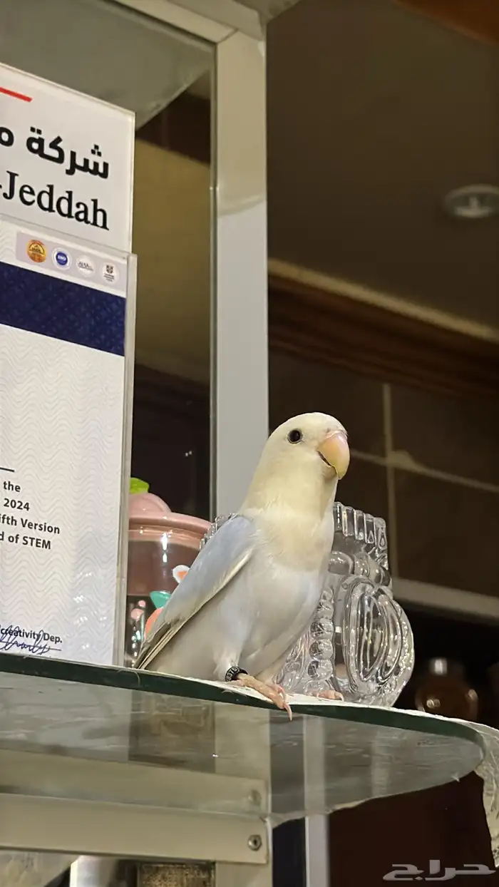 روز بلون ابيض وسماوي اليف للبيع 1