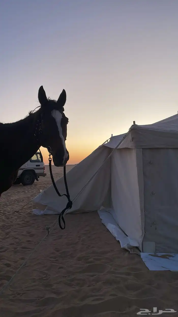 حصان انجليزي للبيع 2