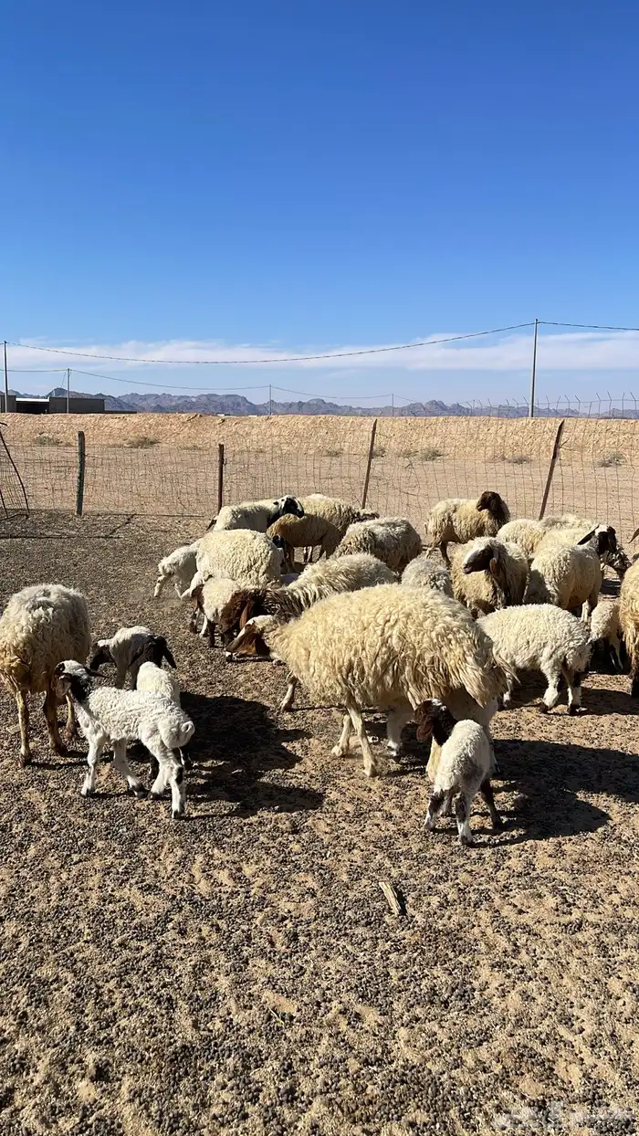 للبيع غنم نعيمي 4