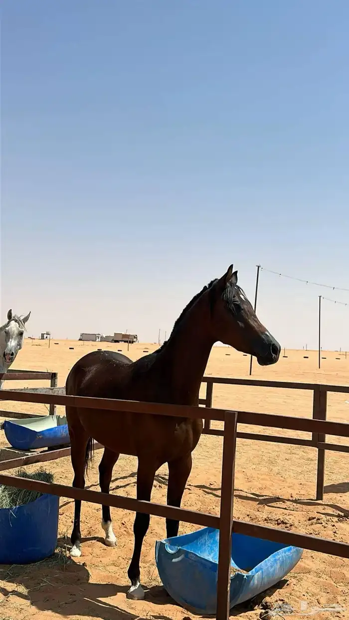 سهم حفيد مرران الشقي 2