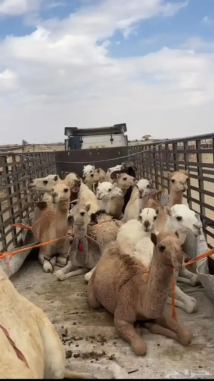 جوانب عاليه لنقل الحلال والبضائع 0