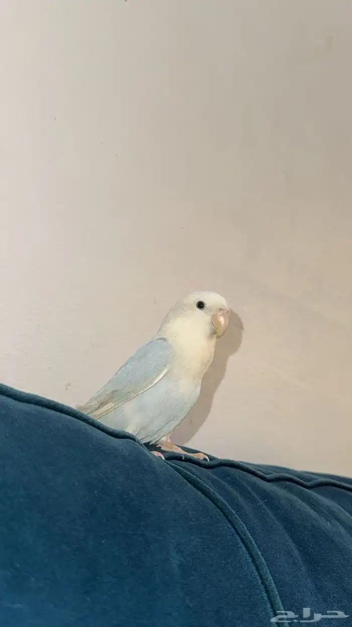 روز بلون ابيض وسماوي اليف للبيع 2