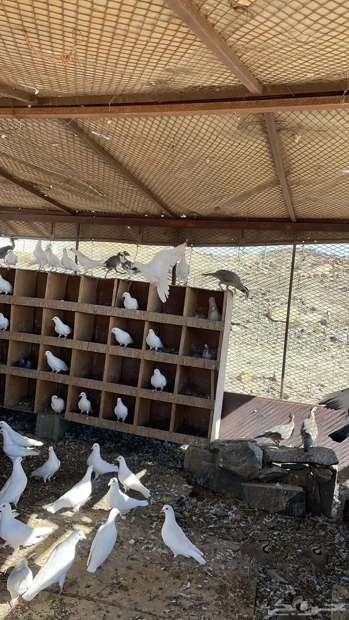 حمام فرنسي ذبح شحم فل 3