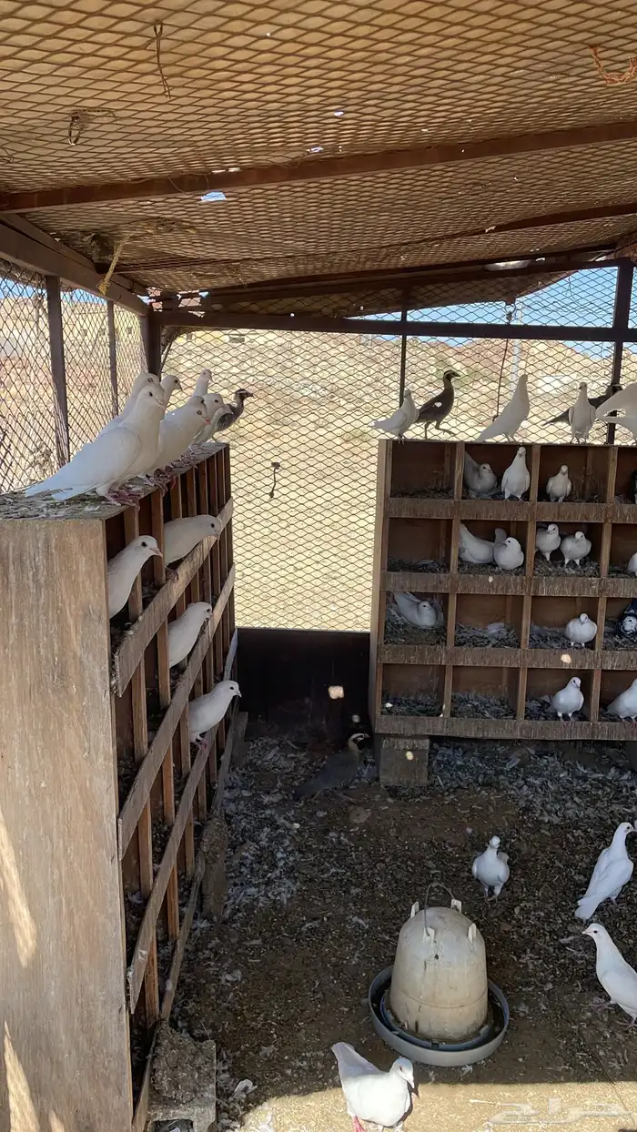 حمام فرنسي ذبح شحم فل 2