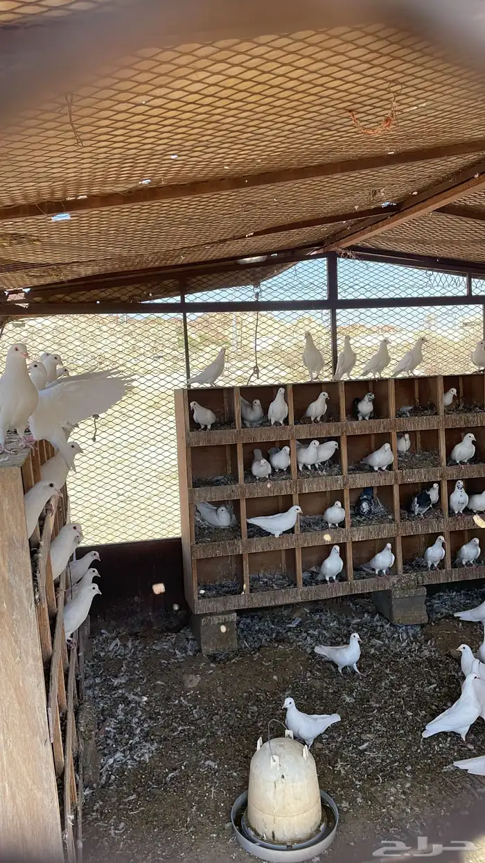 حمام فرنسي ذبح شحم فل 4