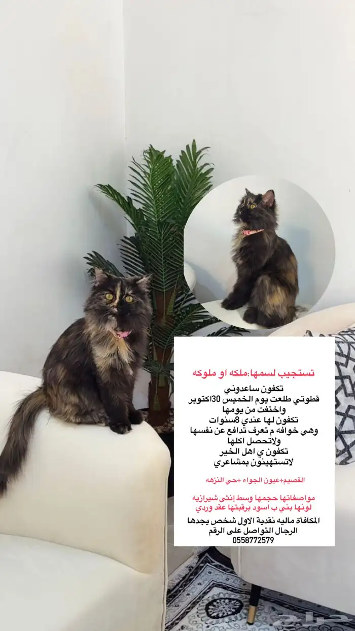 قطط مفقوده 0