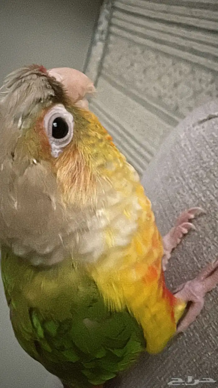 كنيور مفقود اسكان الحرس الوطني 1